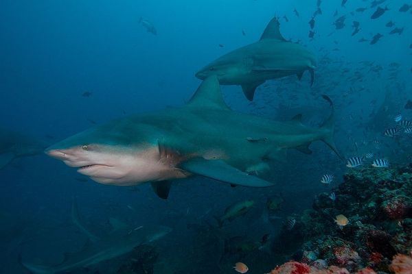 South Pacific-Fiji Bull sharks